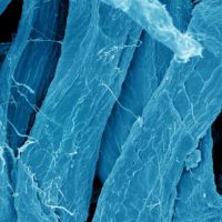 Stiff-fibers Silver
